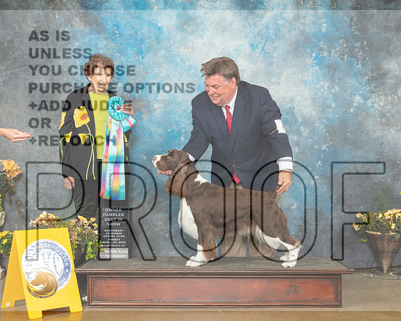English Springer Spaniel #8 Sun OHBIS Judge Laurie Telfair-MMJ_1899-NWARK2022-HR3