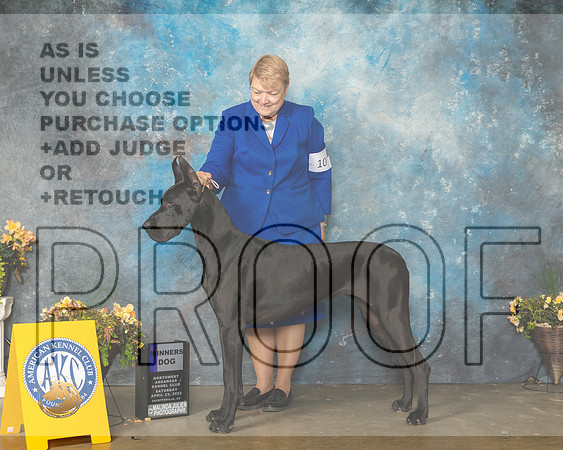 Great Dane #10 Sat WB Judge Jan Sigler-MMJ_0358-NWARK2022-HR3
