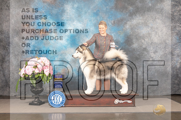 Malamute #16 Sun BOB Judge Ken Murray_MJ_8308_Houston_2022_HR3