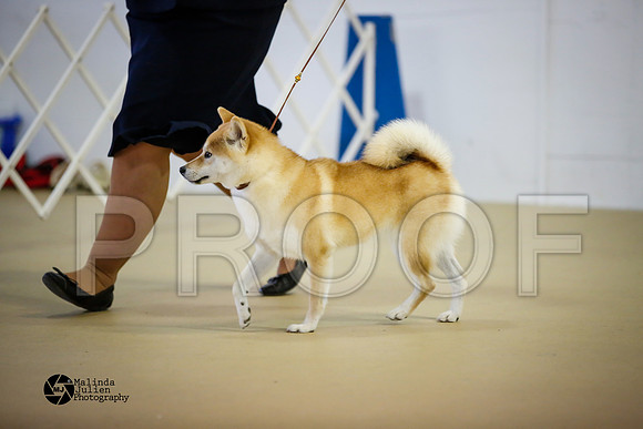 shib-9177-HtoJan14-HR