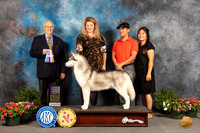 Siberian Husky #5 Sat BOB Judge Robert Shreve