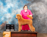 Poodle Std #137 Sat1 G4 Judge Lynn Martin