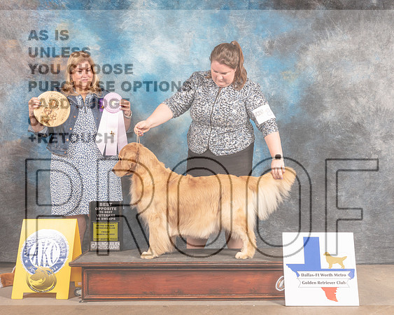 Golden Retriever #82 Fri BOSSweeps Judge Ellen Schultz-MMJ_6931-FW2022-HR3
