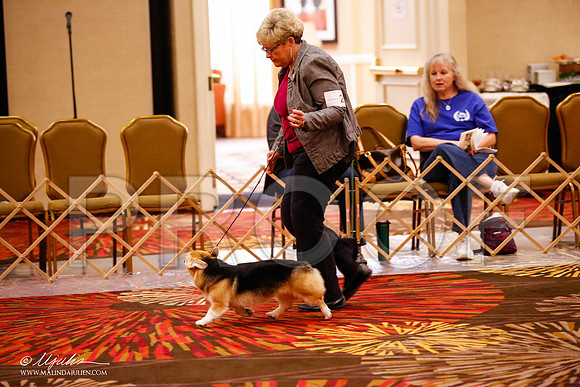 _JJ_0014-HstnCorgiFeb2015-HR3