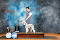 Bedlington Terrier #7 Sun OHG2 Judge Denise Dean