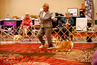 Specialty Winners Dog Rings