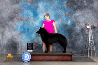 Belgian Sheepdog #5 Fri OHG1 Judge Denise Dean r