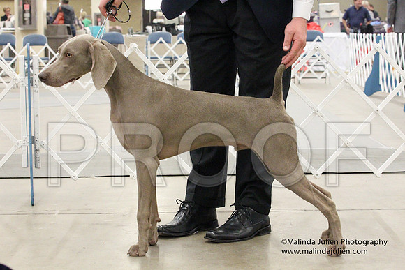 Weim-1425