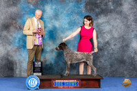 German Shorthaired POinter #23 Wed BISS Judge Jon Cole