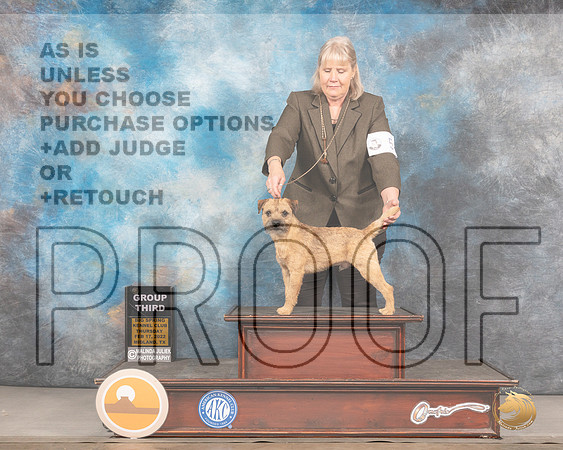 Border Terrier #5 Thurs G3 Judge Del RichardsMMJ_2626_Mdlnd2022_HR3