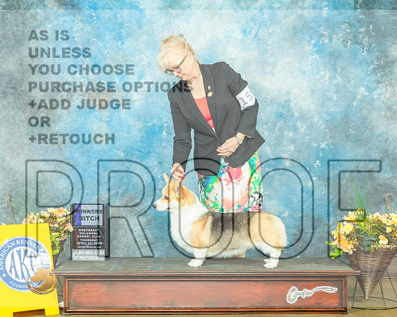 Pembroke Welsh Corgi #16 Thur WB Judge Cathy Daugherty-MMJ_8641e-NWARK2022-HR3