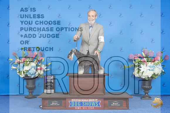 Miniature Schnauzer #10 FRI WB M Judge Debbie Freeman__JP_9026_Houston_2024_HR3