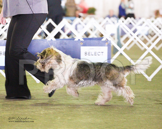 PBGV-4334