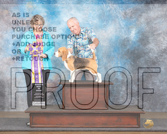Beagle #261 Sat RBIS Judge Jennifer Landers-_JP_3067e_Longview TX 2024-HR3