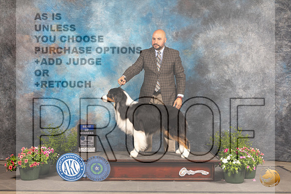 Australian Shepherd #23 Sun BOW Judge David Bolus_MJ_1239_SA_2022_HR3