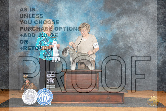 Miniature Schnauzer #12 Sat G4 Judge Lisa Graser__JP_8062_MARSHALL_2024_HR3
