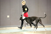 Great Dane Sat S1