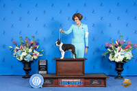 Boston Terrier #21 SUN G4 Judge Sandra Lex