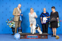 Wire Fox Terrier #68 SAT G1 Judge Jon Cole