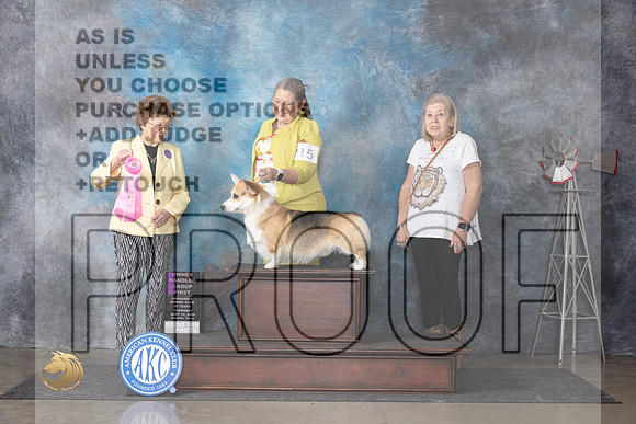 Pembroke Welsh Corgi #15 OHG1 Judge Pat Trotter__JP_5104_Amarillo_2024_HR3