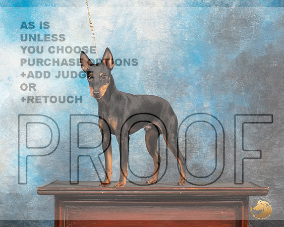 Toy Manchester Terrier #5 Thurs Custom_MJ_0048_SA_2022_HR3