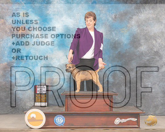 Border Terrier #10 WBBOS Judge Barbara AldermanMMJ_4026_Mdlnd2022_HR3
