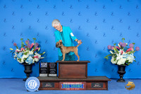 Border Terrier #21 SUN BOW WD BOBOH Judge Debbie Freeman