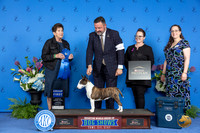 Miniature Bull Terrier #6 THUR G1 Judge Ann Yuhasz