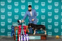 American Bully #825 Sun card