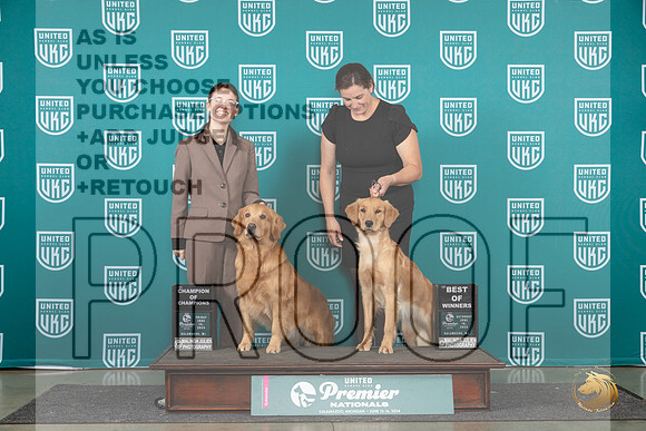 Golden Retriever #970 #969__JP_2099_Premier_2024_HR3