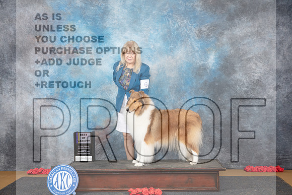 Collie Rough #6 Sun BOV Judge Beth Downey__JP_0601_Sulphur Springs_2024_HR3