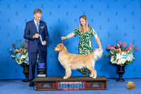 Golden Retriever #28 FRI WB BOW M Judge Wood Wornall