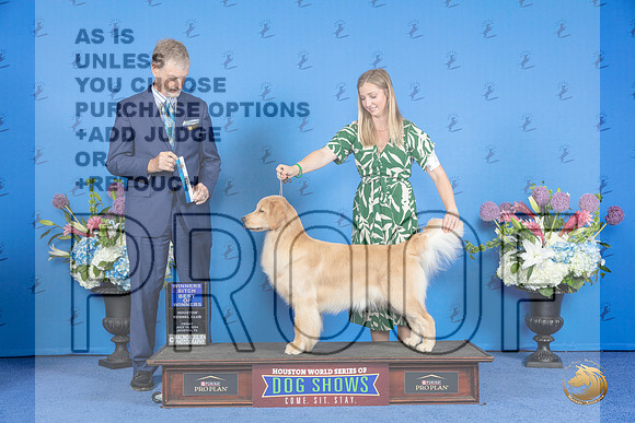 Golden Retriever #28 FRI WB BOW M Judge Wood Wornall__JP_8892_Houston_2024_HR3