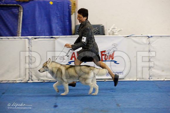 _M3_9094-AddisonHuskyMar2015-HR3