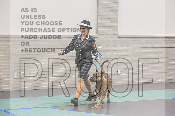Cane Corso Sat Rings_JJL_8228_UKCLNGVIEWOCT2024_2024_HR3