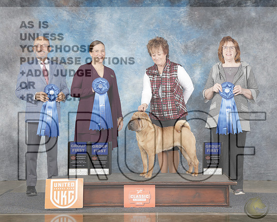 Chinese Shar Pei #167 Fri Show 2 G1 Judge Tim CattersonChinese Shar Pei #167 Fri Show 2 G1 Judge Tim Catterson_WP_7397e-Midwest Classic Richmond IN 2025-HR3