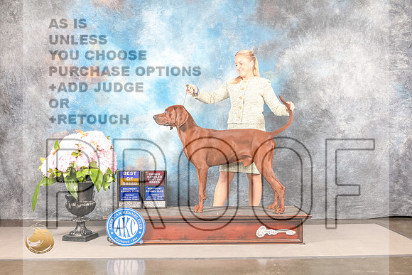 Redbone Coonhound #5 Sun BOBOHBOB Judge Polly SmithRedbone Coonhound #5 Sun BOBOHBOB Judge Polly Smith_MJ_7758_Houston_2022_HR3_Houston_2022_HR3