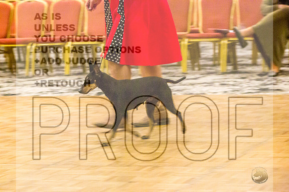 Manchester Terrier MTOY Candids-JJL_2297-Hstn2022_HR3