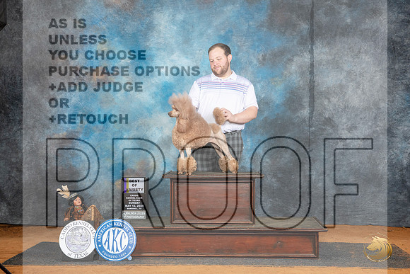 Poodle Miniature 12 Sun BOV Judge Timothy Robbins__JP_8613_MARSHALL_2024_HR3