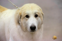 Great Pyrenees #6 & #5