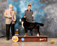 Bernese Mountain Dog #10 Sat WB Judge Gary Andersen