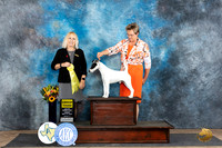 Smooth Fox Terrier #5 Fri G3 Judge Edy Dykstra-Blum