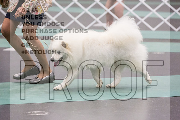 American Eskimo Rings Fri Ring 1_JJL_7613_UKCLNGVIEWOCT2024_2024_HR3