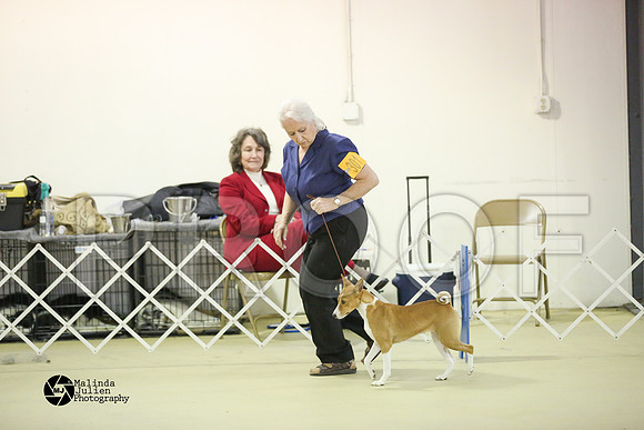 Basenji-0397-HtoJan2014-HR3
