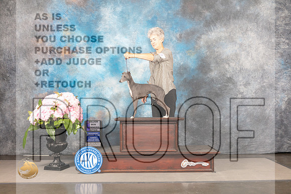 Italian Greyhound #24 Sun WB Judge Barbara Alderman_MJ_7651_Houston_2022_HR3