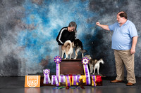 Alaskan Klee Kai Group #225 Fri