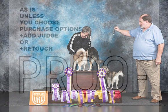 Alaskan Klee Kai Group #225 Fri__JP_1096_UKCLNGVIEWOCT2024_2024_HR3