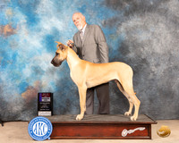 Great Dane #7 Sun WDBOS Judge Eric Liebes
