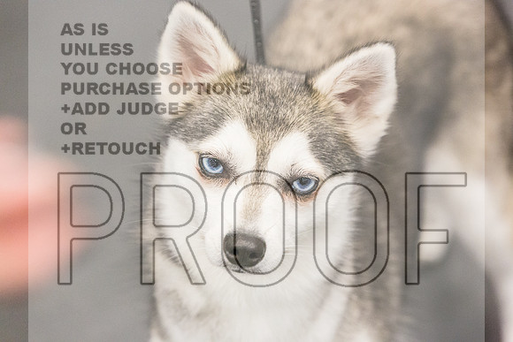 Alaskan Klee Kai Rings Fri Ring 1_JJL_6669_UKCLNGVIEWOCT2024_2024_HR3