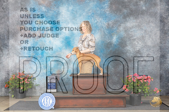 Italian Greyhound #7 Fri SD Judge Karen McFarlane__JP_3977_San Antonio_2024_HR3